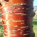 Prunus serrula ecorce